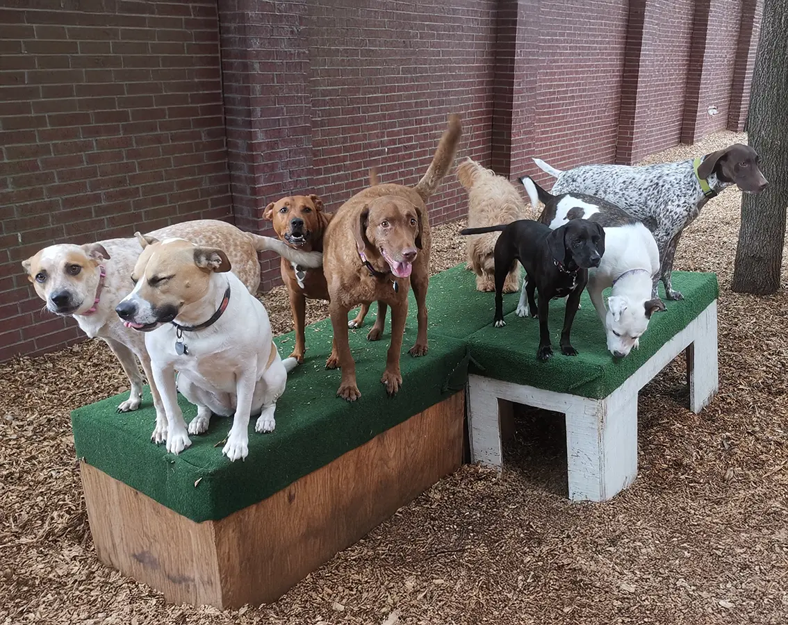 WordPress Website for Texas Doggie Daycare